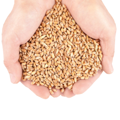 Grains