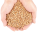 Grains