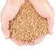 Grains Grains