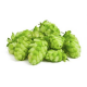 Hops Hops