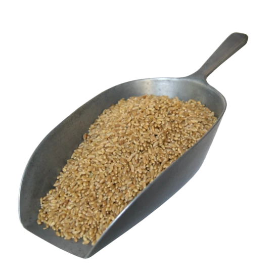 Whole Unmalted Wheat - 500g